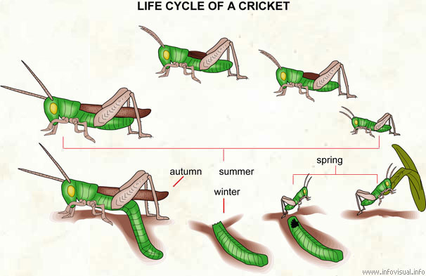 Life cycle of a cricket  (Visual Dictionary)